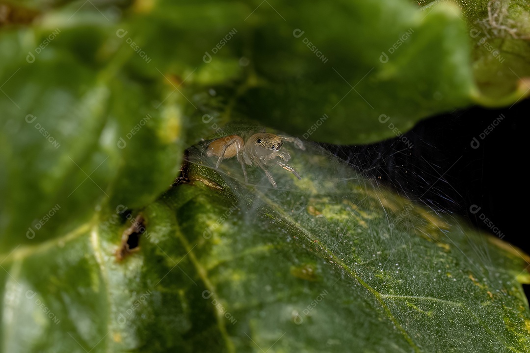 Pequena aranha saltadora da subfamília Salticinae