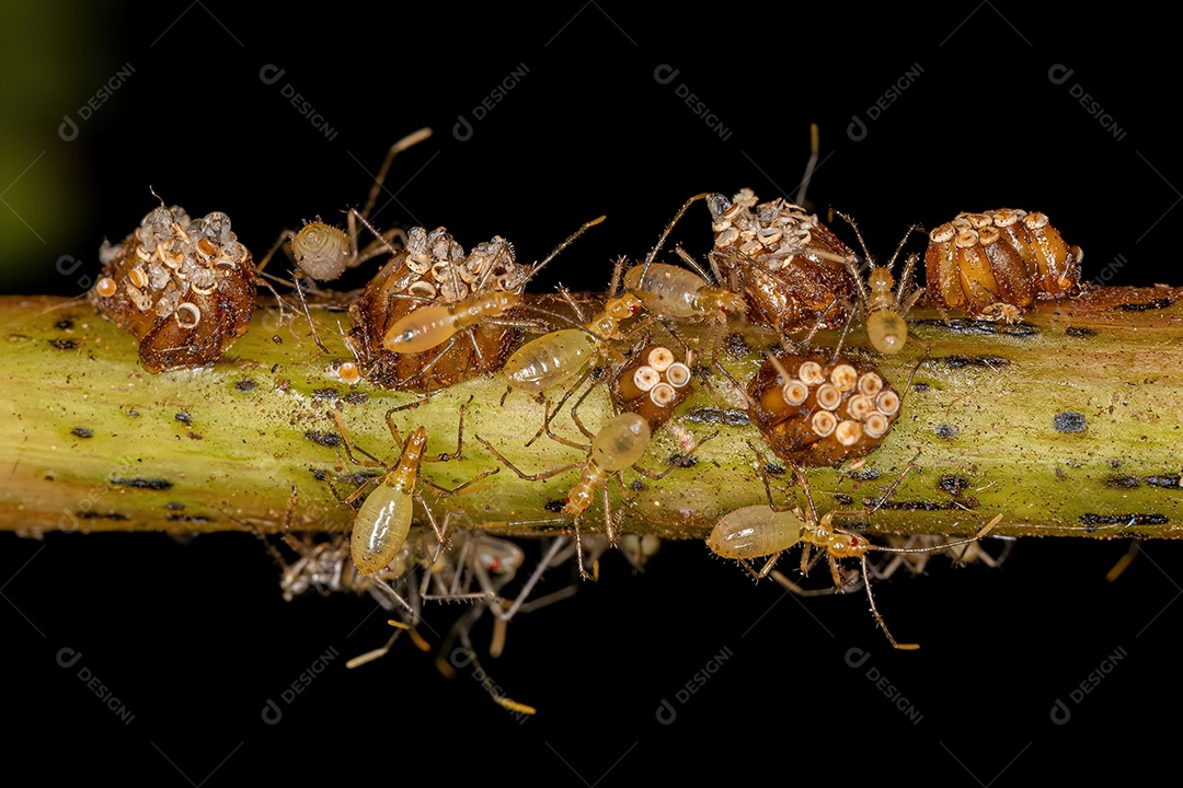 Assassin Bug Ninfas da Tribo Harpactorini com ovos