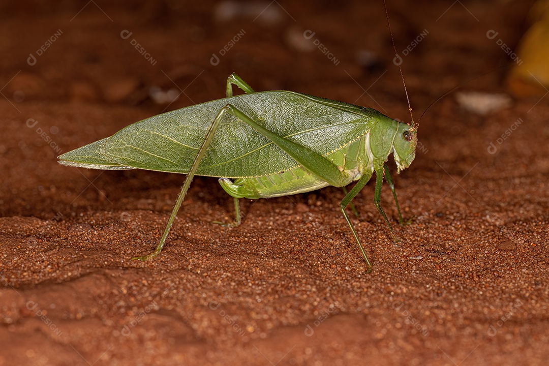 Katydid de asas angulares adultas do gênero Microcentrum