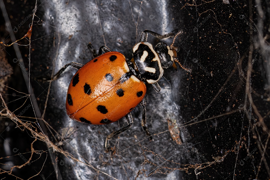 Joaninha Convergente adulta da espécie Hippodamia convergens