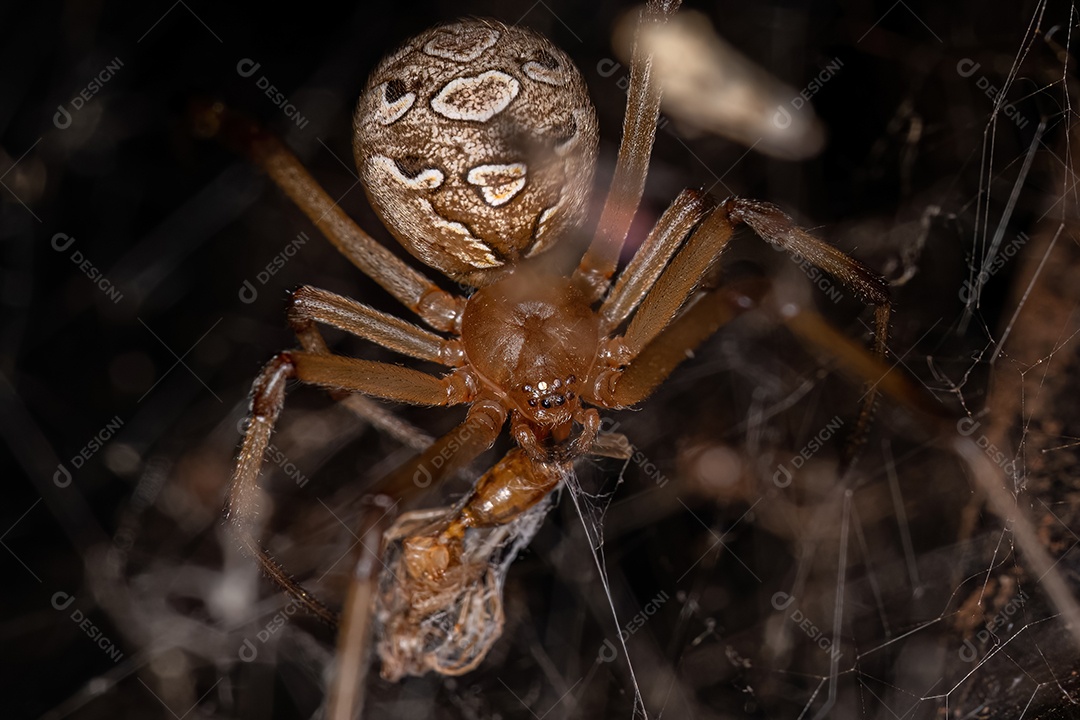 Aranha Viúva Marrom Adulto Fêmea da espécie Latrodectus geometricus