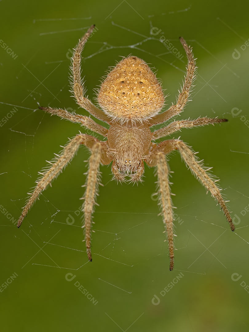 Feminino Adulto Típico Orbweaver da espécie Eriophora edax