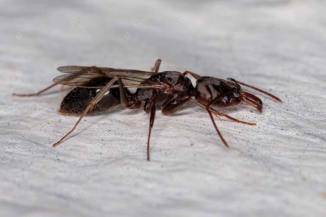 Formiga Rainha Trap-jaw Fêmea Adulta do Gênero Odontomachus