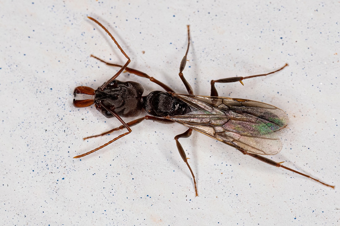 Formiga Rainha Trap-jaw Fêmea Adulta do Gênero Odontomachus