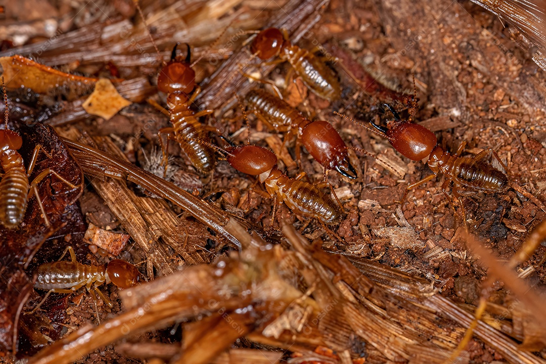 Cupins de focinho adulto da espécie Syntermes nanus