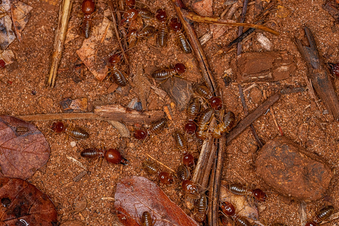 Cupins de focinho adulto da espécie Syntermes nanus