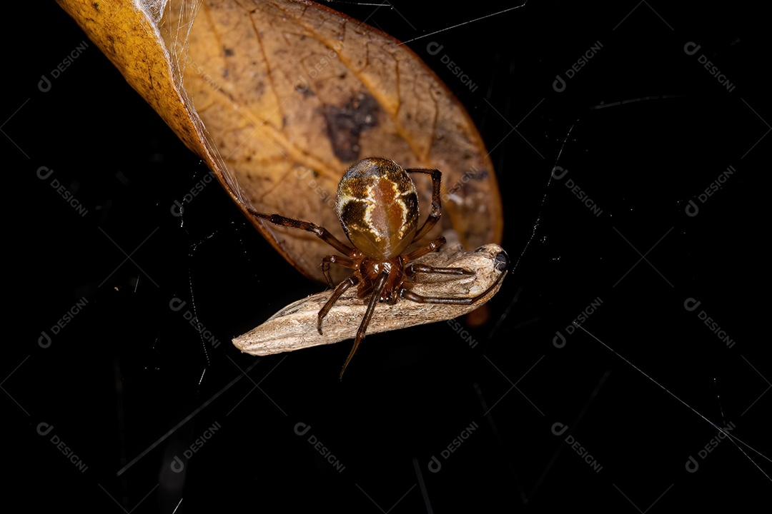 Aranha plataforma pé penteada fêmea adulta da espécie Nihonhimea tesselata
