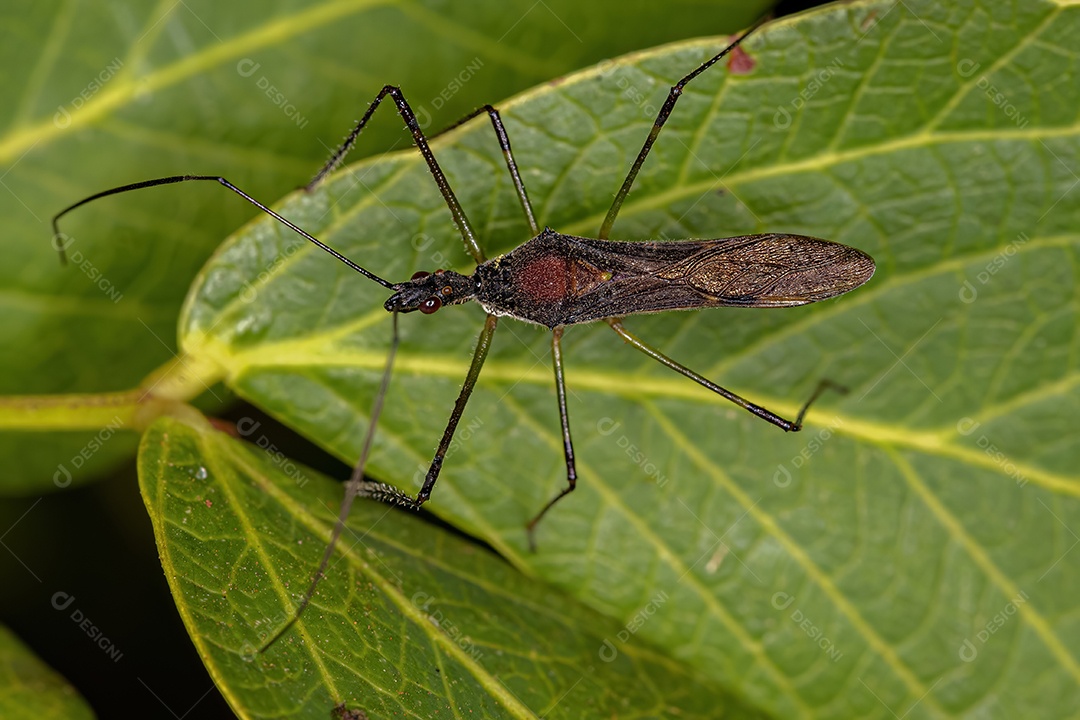 Inseto Assassino Adulto do Gênero Zelus
