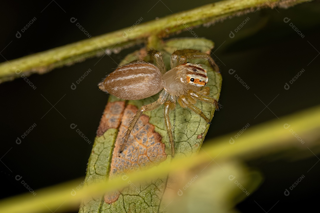 Pequena aranha saltadora macho do gênero Chira