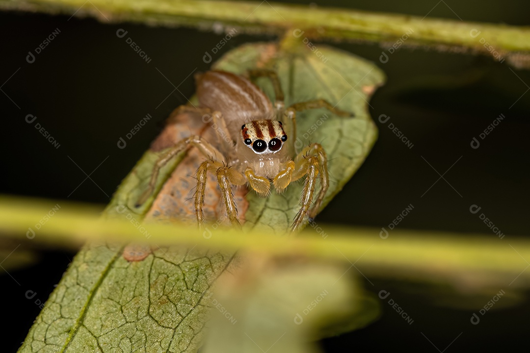 Pequena aranha saltadora macho do gênero Chira