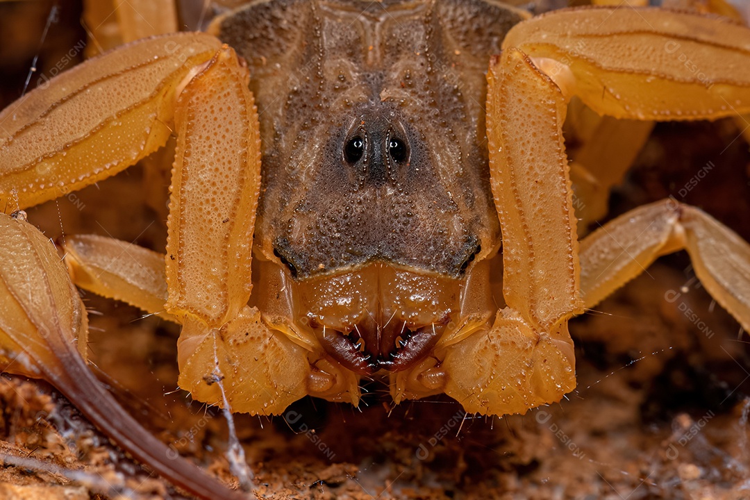 Escorpião amarelo brasileiro fêmea adulta da espécie Tityus serrulatus