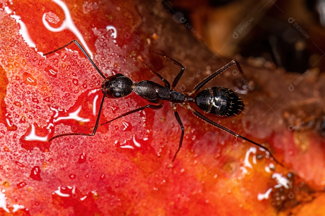 Formiga carpinteira fêmea adulta do gênero Camponotus