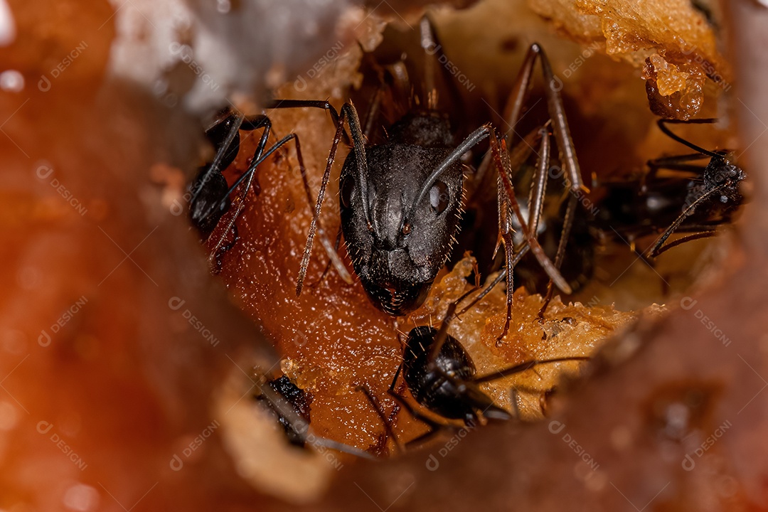 Formiga carpinteira fêmea adulta do gênero Camponotus