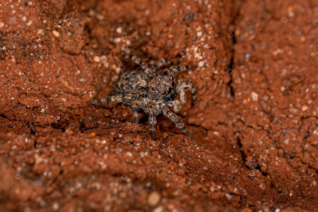 Pequena aranha saltadora da espécie Marma nigritarsis