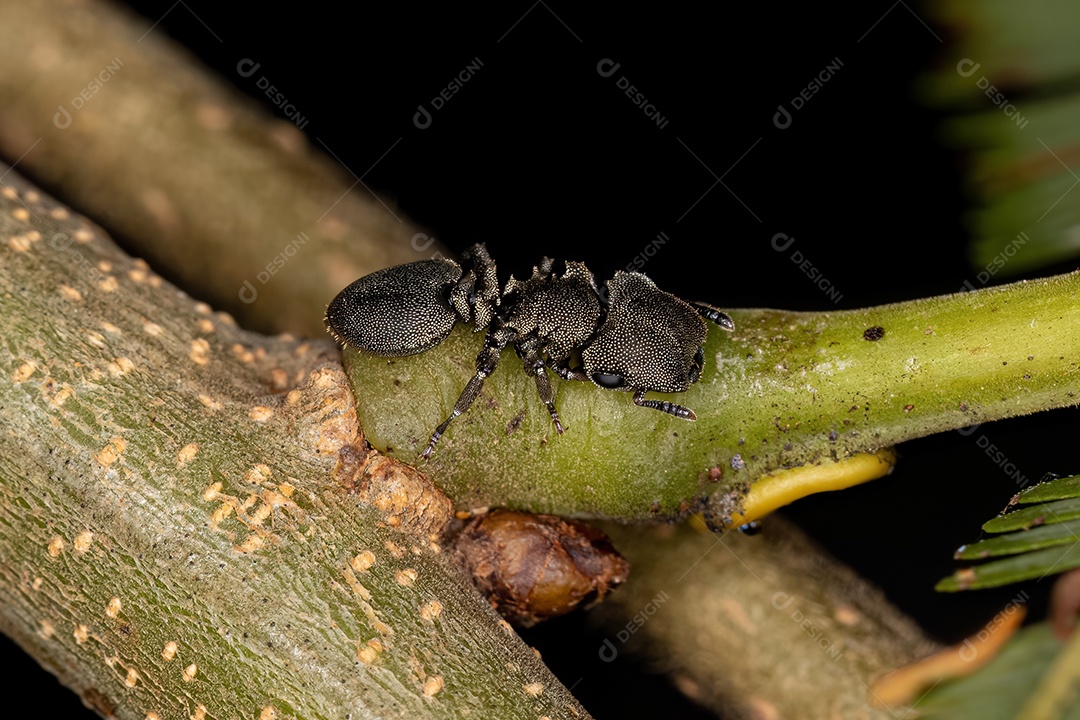Formiga Tartaruga adulta da espécie Cephalotes borgmeieri