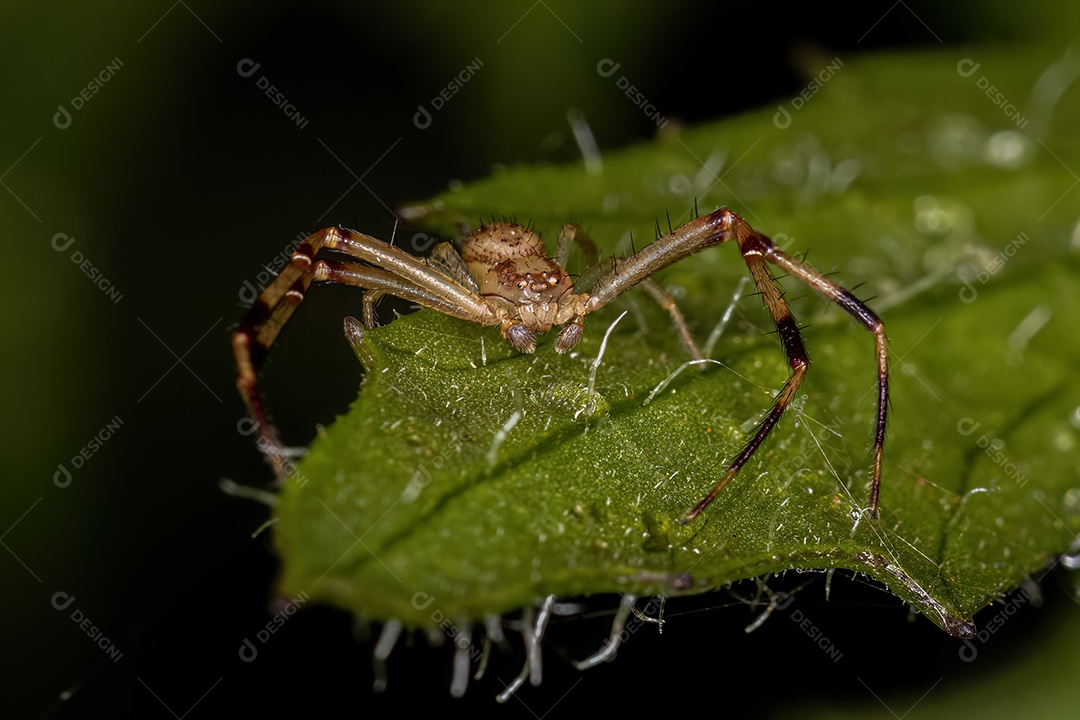 Aranha-caranguejo macho adulto da família Thomisidae