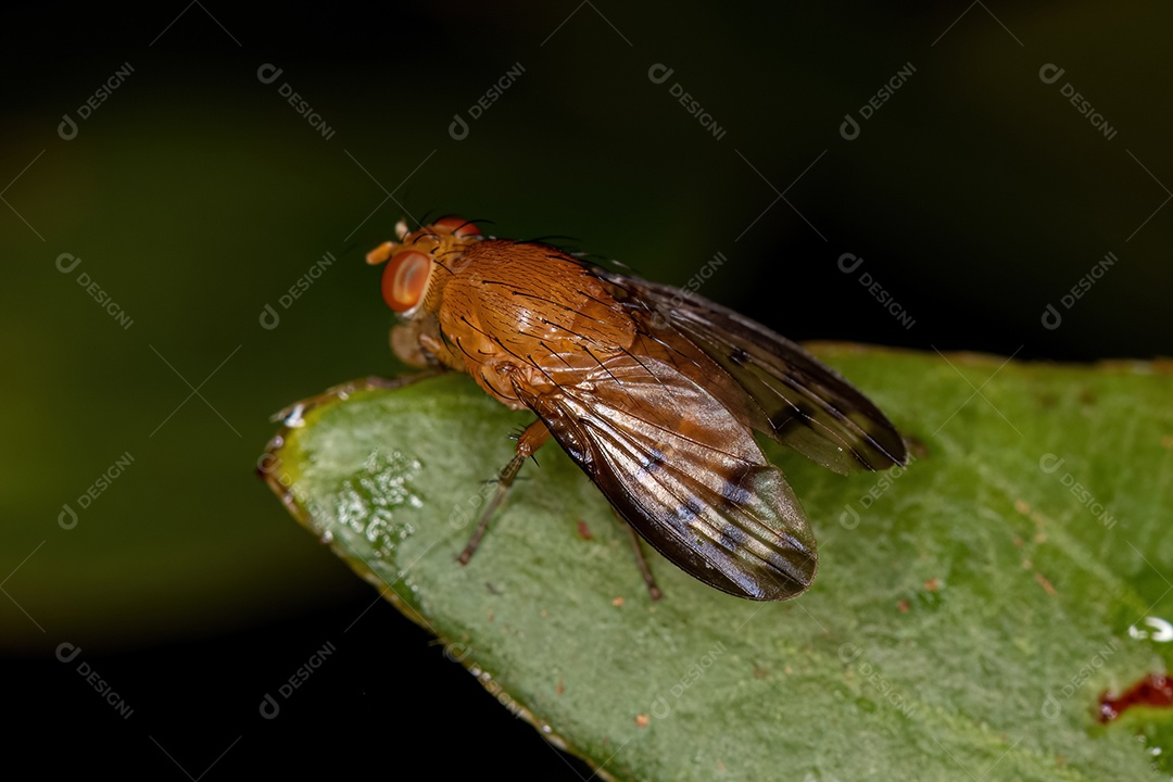 Mosca Lauxaniid adulta da família Lauxaniidae