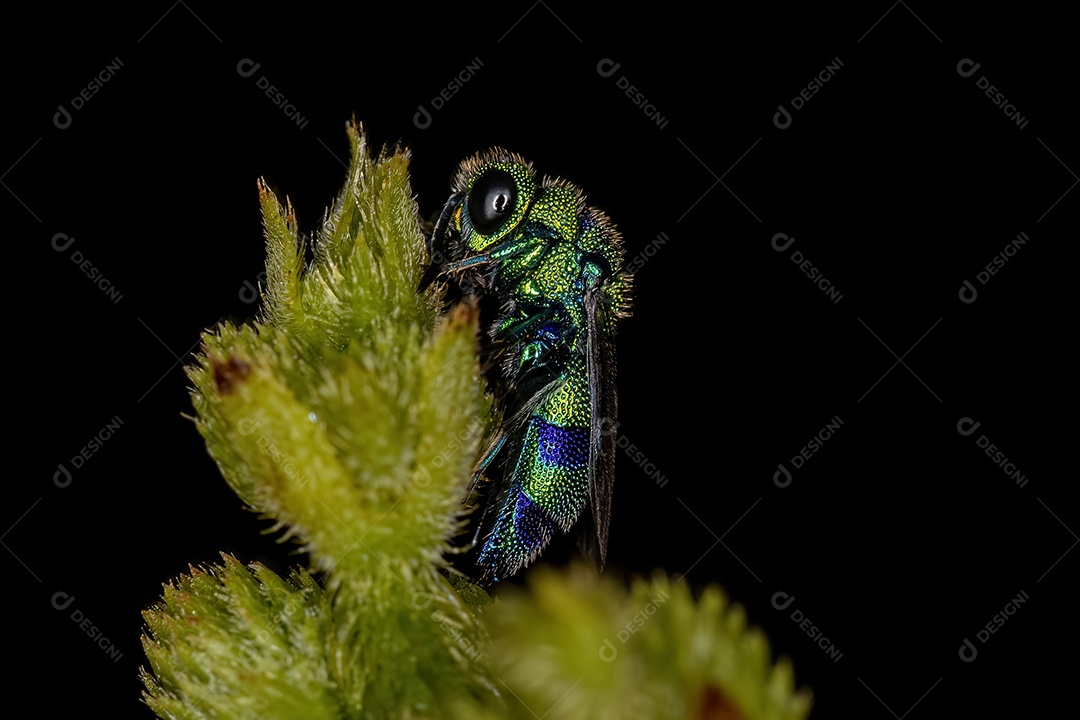 Vespa cuco adulta da família Chrysididae
