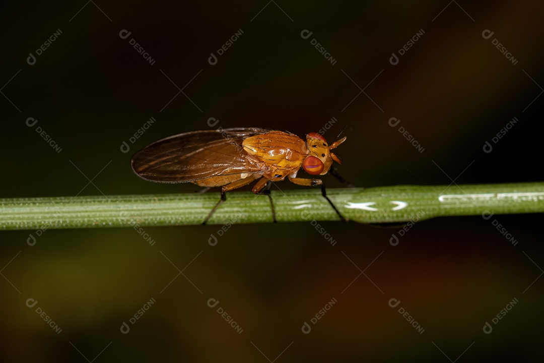 Mosca Lauxaniídea adulta do gênero Physegenua