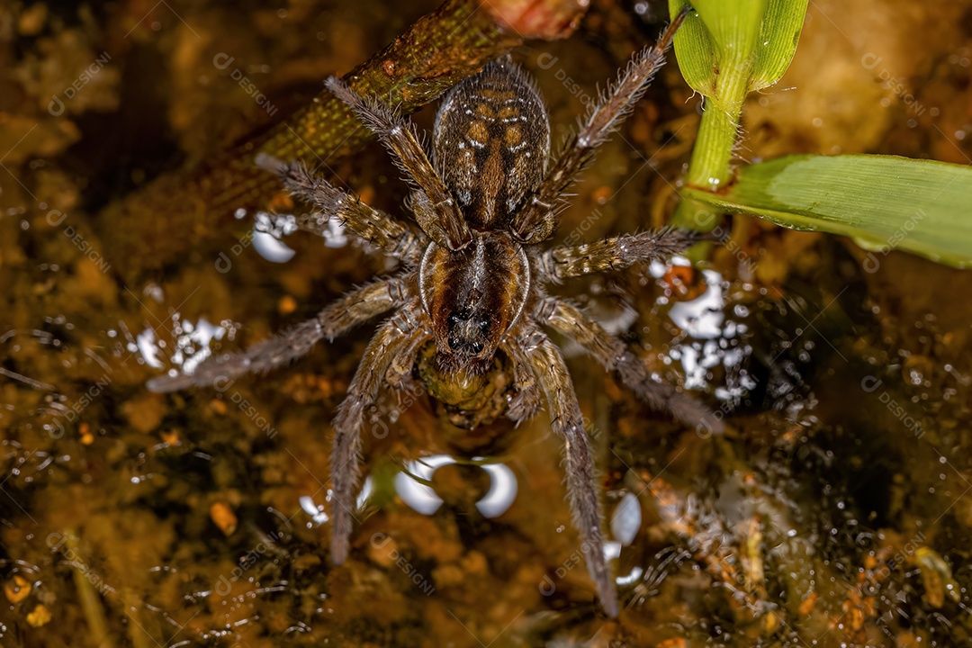 Aranha Lobo Aquática da Família Lycosidae na água