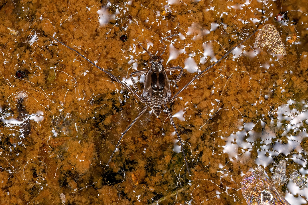 Strider de água típico da tribo Gerrini