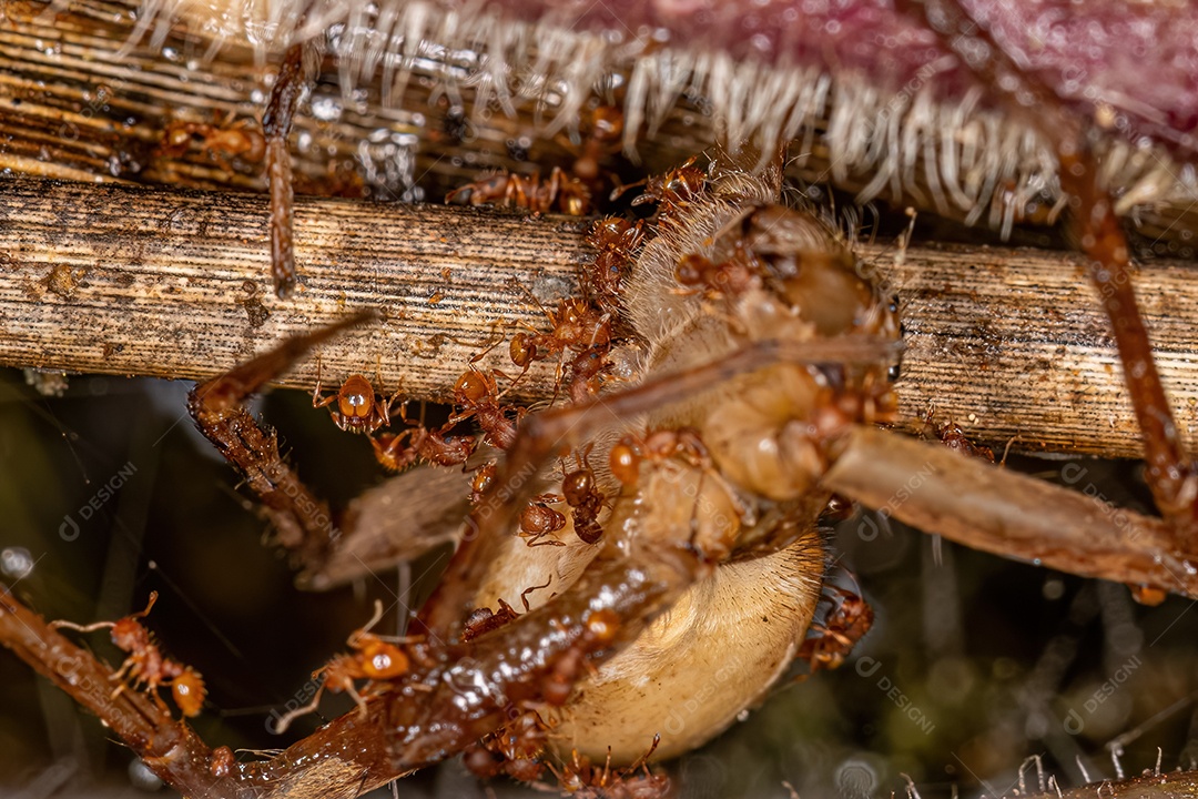 Formigas mirmicinas superiores adultas do gênero Wasmannia em uma libélula