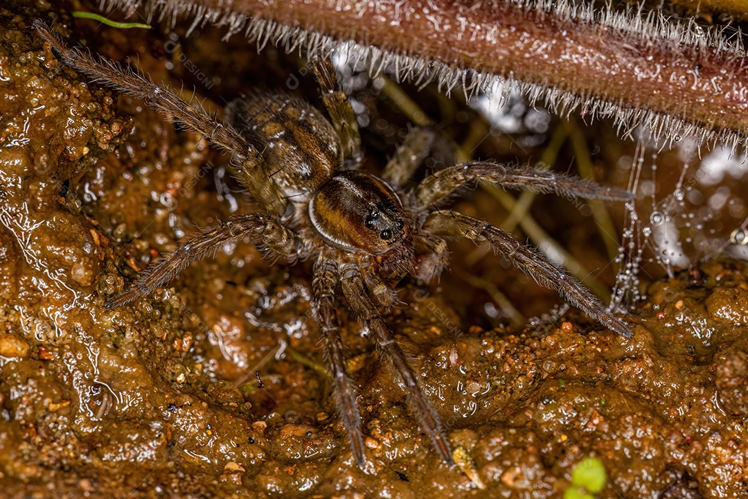 Aranha Lobo Aquática da Família Lycosidae na água
