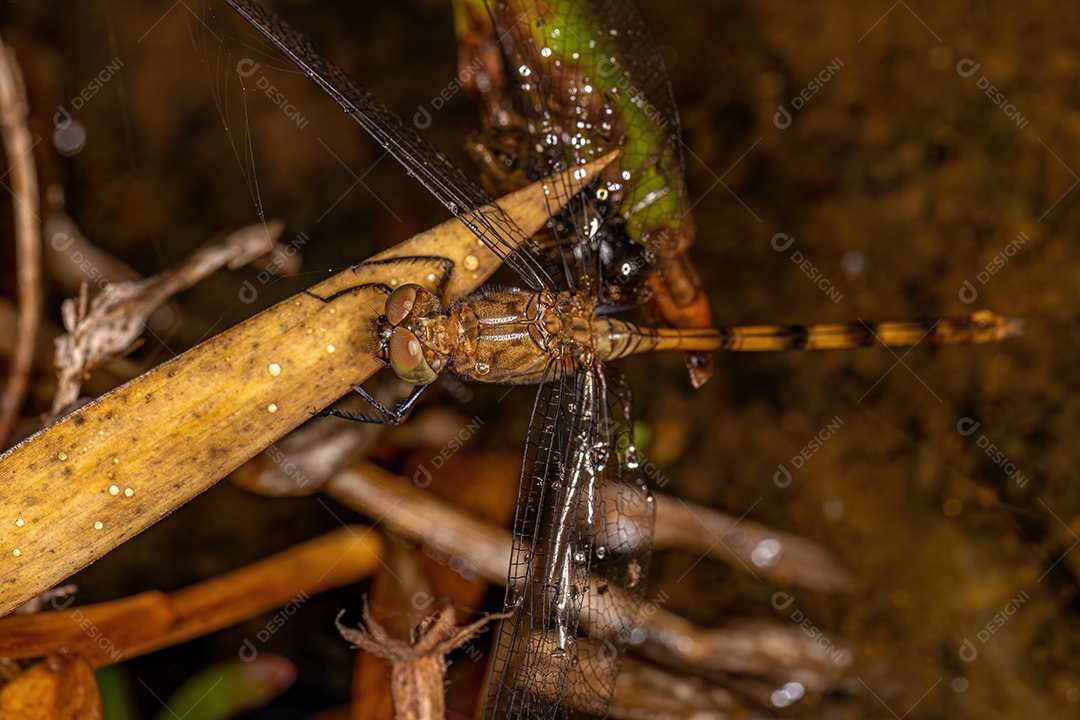 Libélula adulta inseto da família Libellulidae