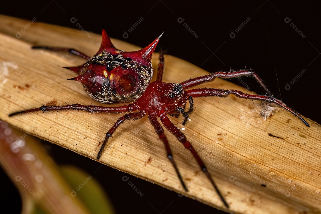 Fêmea adulta Orbweaver da espécie Actinosoma pentacanthum
