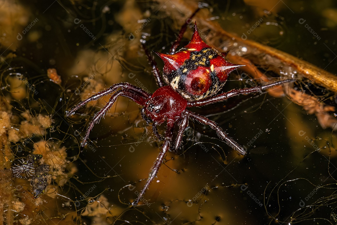 Fêmea adulta Orbweaver da espécie Actinosoma pentacanthum