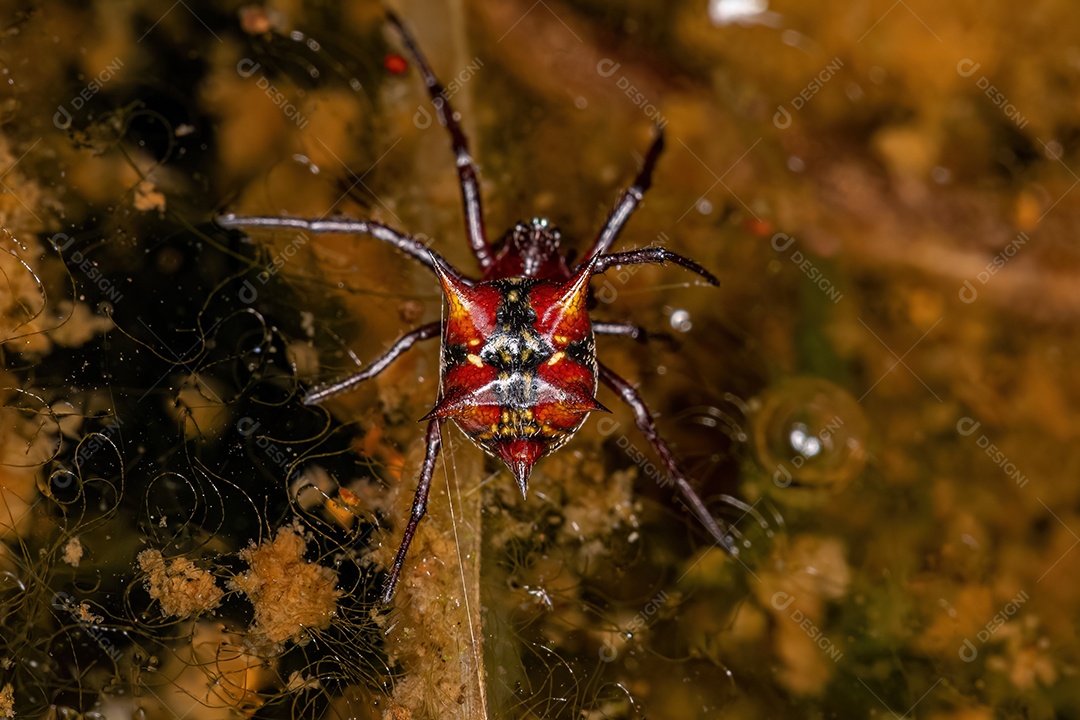 Fêmea adulta Orbweaver da espécie Actinosoma pentacanthum