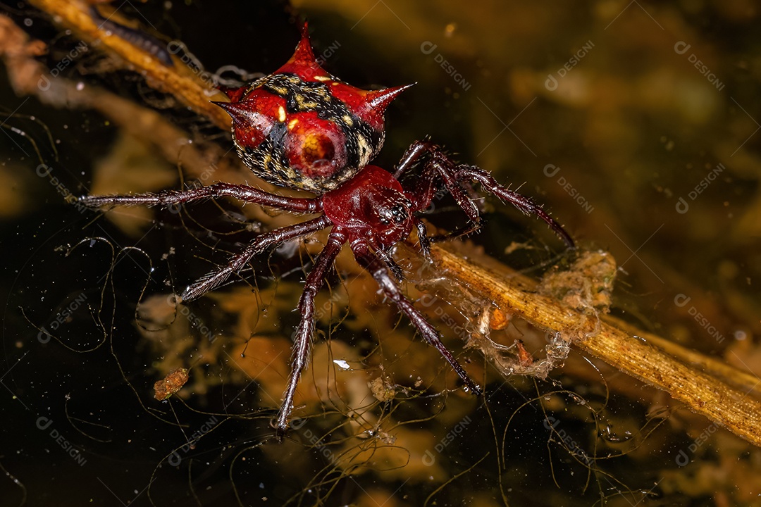 Fêmea adulta Orbweaver da espécie Actinosoma pentacanthum