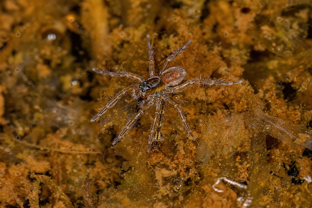 Aranha Lobo Aquática da Família Lycosidae na água