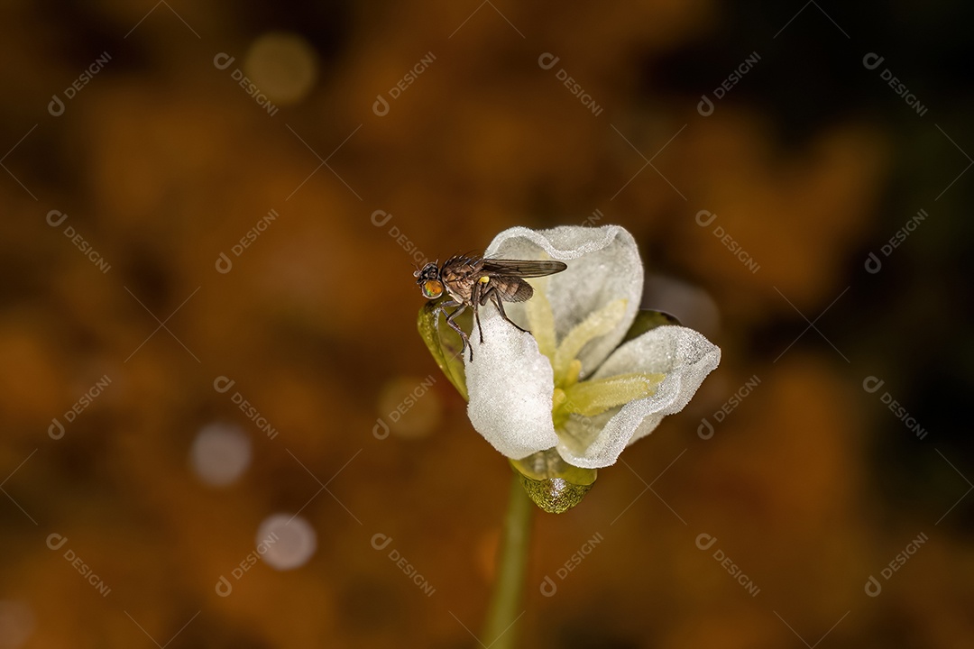 Mosca costeira adulta da família Ephydridae