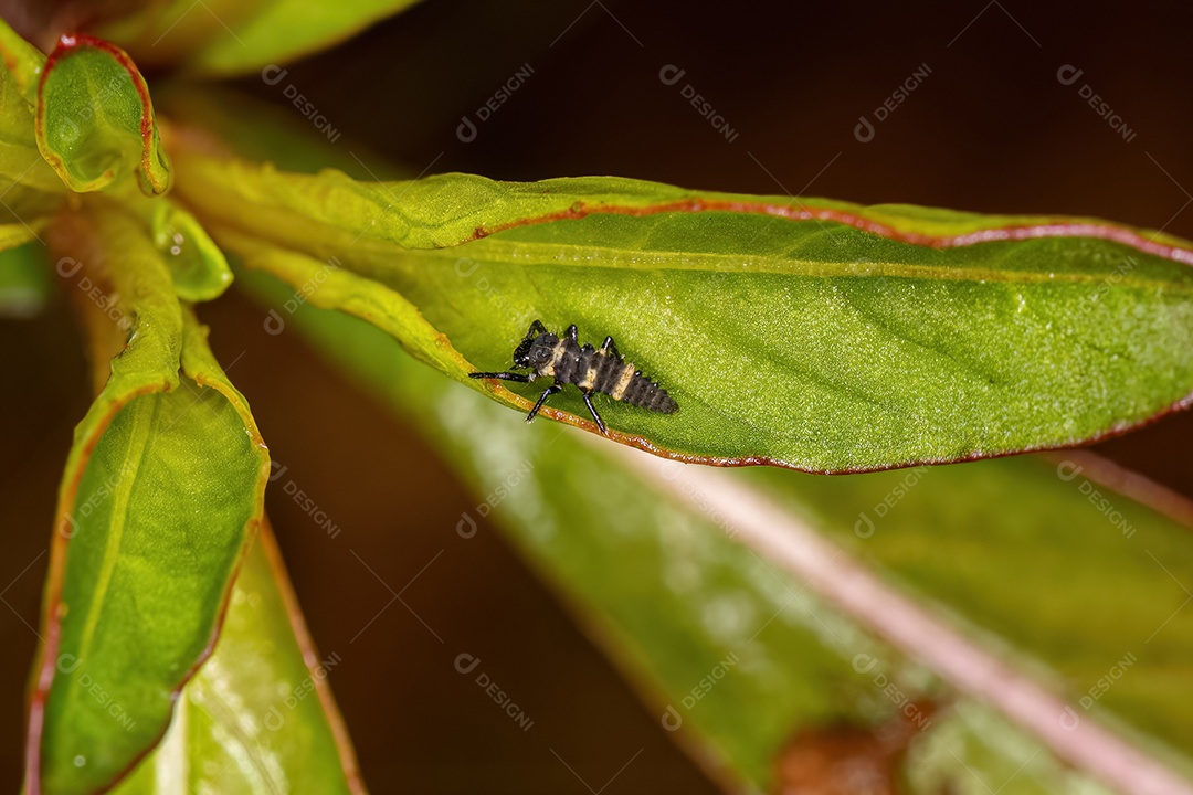 Lady Beetle Larvas da espécie Cycloneda sanguinea