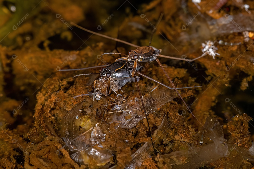 Mosca costeira adulta da família Ephydridae