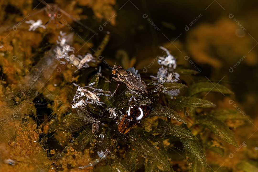 Mosca costeira adulta da família Ephydridae