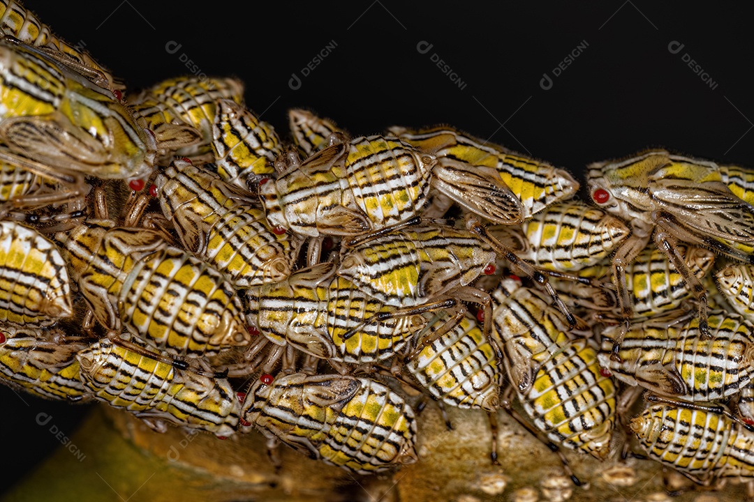 Aetalionid Treehopper Ninfas da espécie Aetalion reticulatum