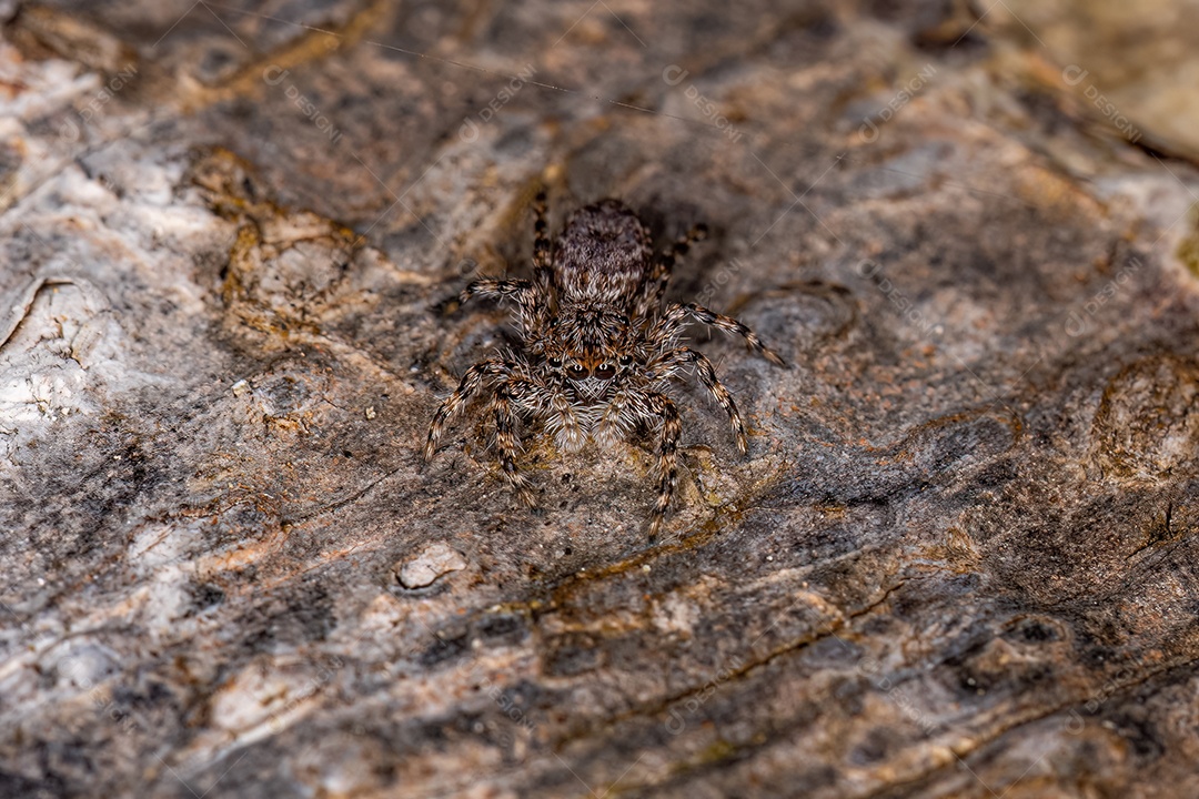 Pequena aranha saltadora da espécie Platycryptus magnus em um tronco de árvore com foco seletivo