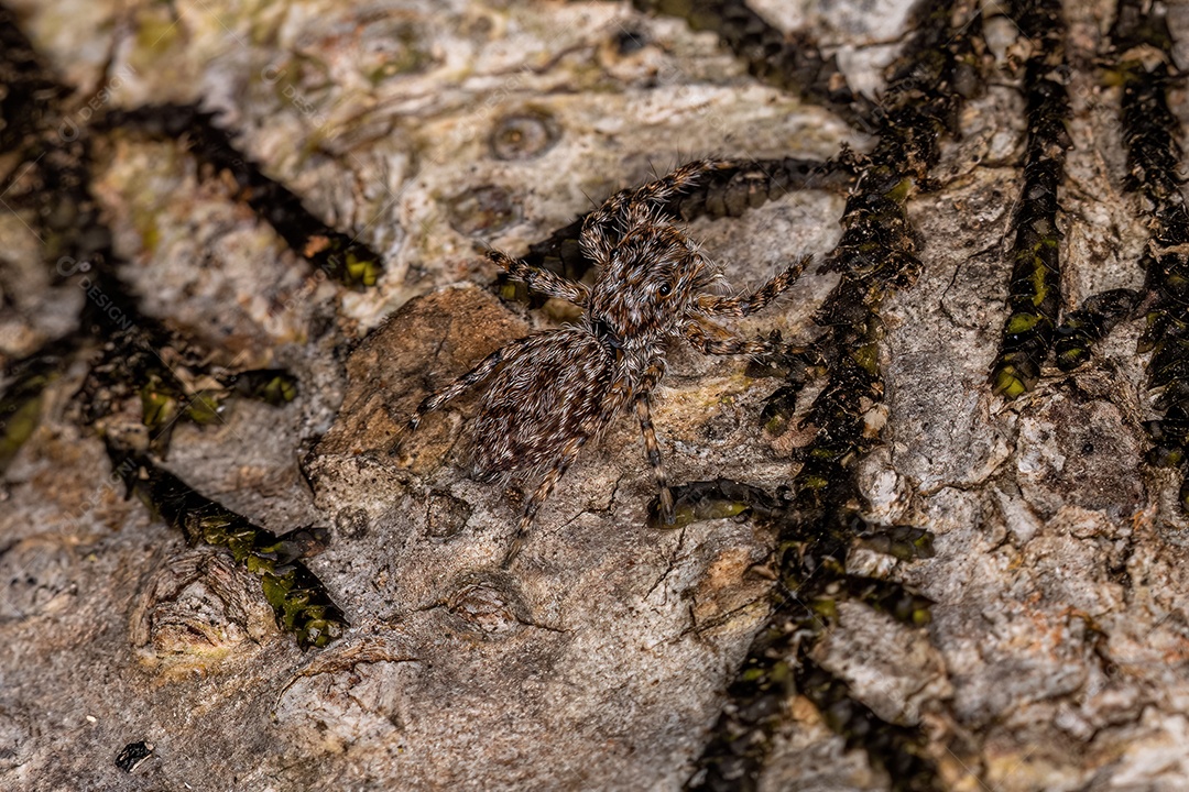 Pequena aranha saltadora da espécie Platycryptus magnus em um tronco de árvore com foco seletivo
