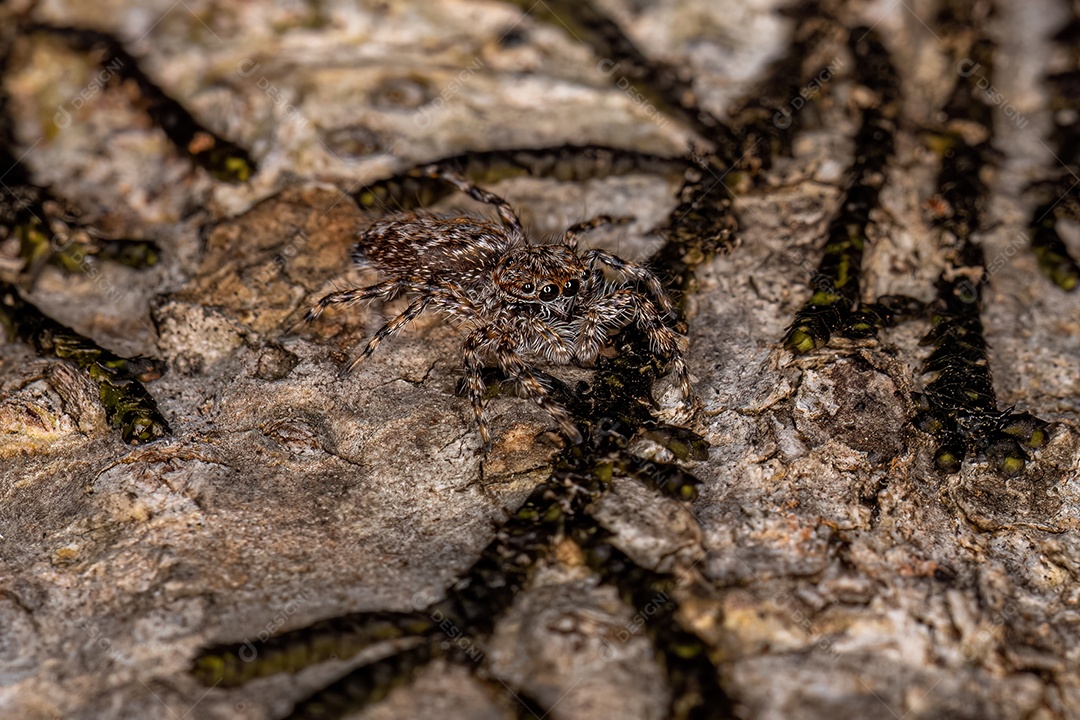 Pequena aranha saltadora da espécie Platycryptus magnus em um tronco de árvore com foco seletivo