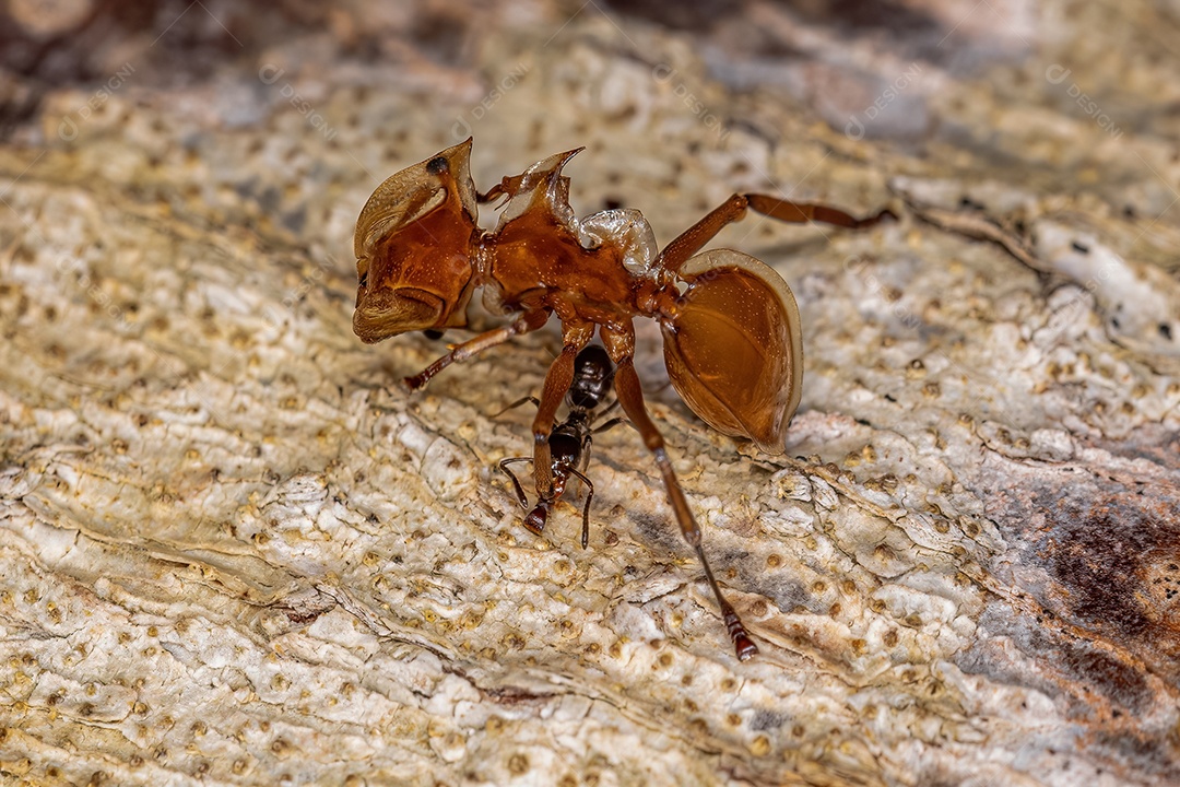 Pequena formiga leptomirmicina da tribo Leptomyrmecini mordendo uma formiga tartaruga amarela adulta do gênero Cephalotes