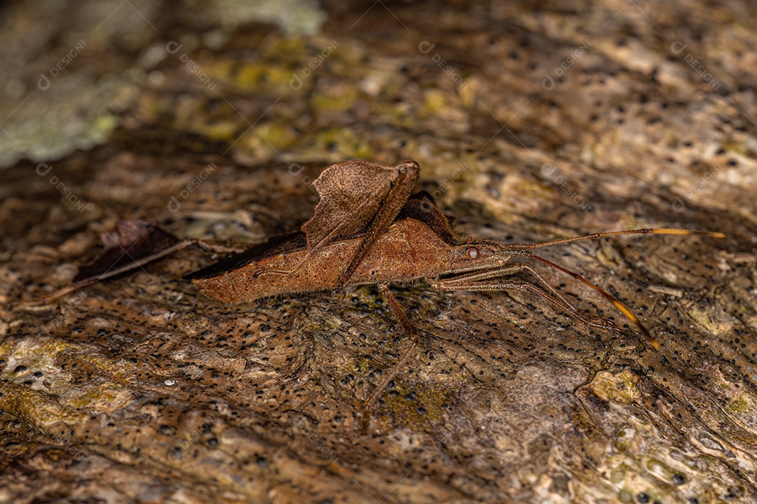 Inseto de patas folhosas adulto do gênero Leptoglossus