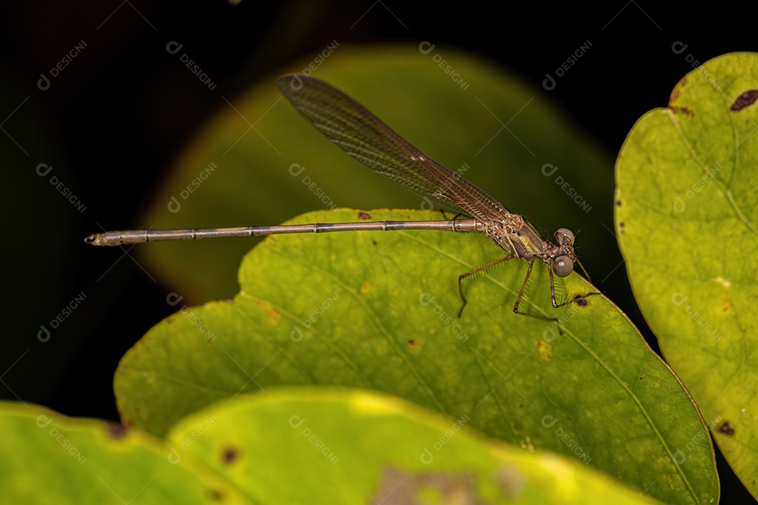 Adul Rubyspot Damselfly Inseto do Gênero Hetaerina