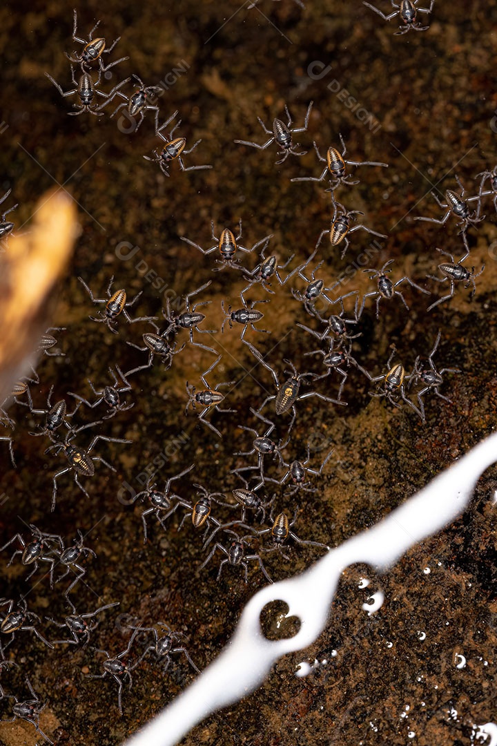 Inseto sobre floresta