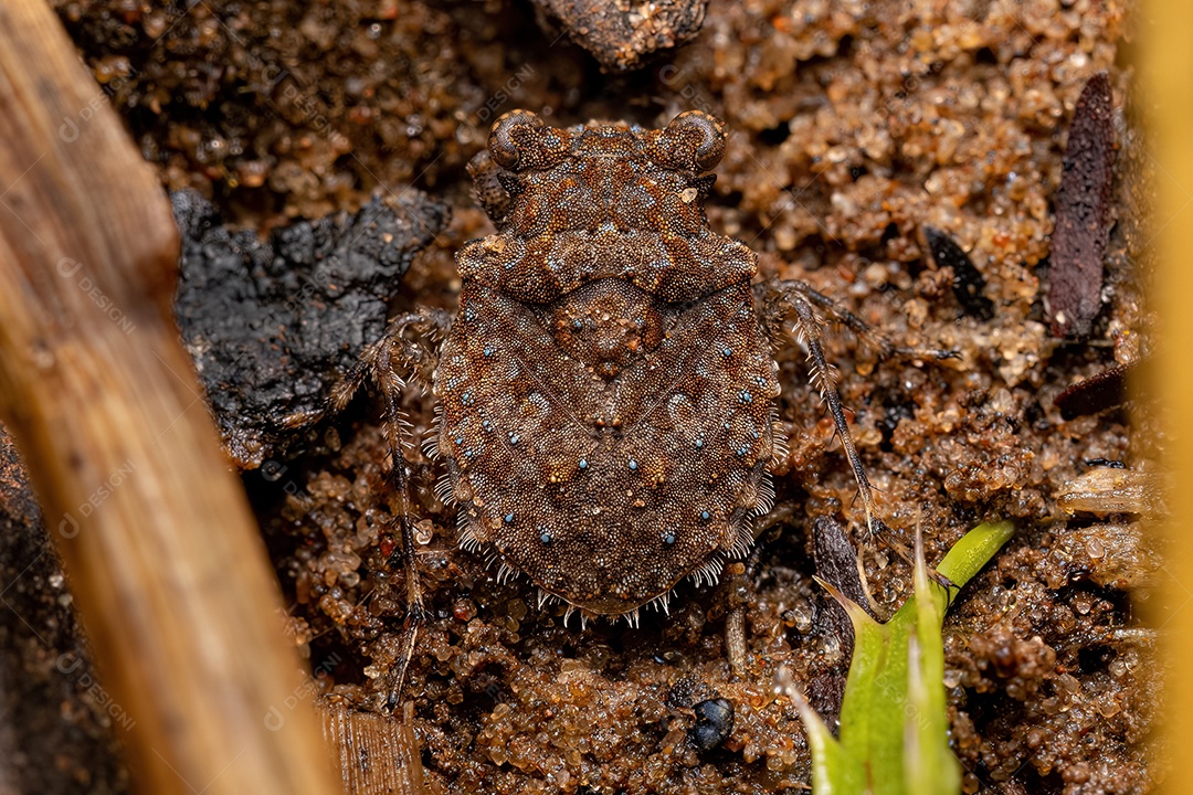 Inseto sapo adulto do gênero Gelastocoris