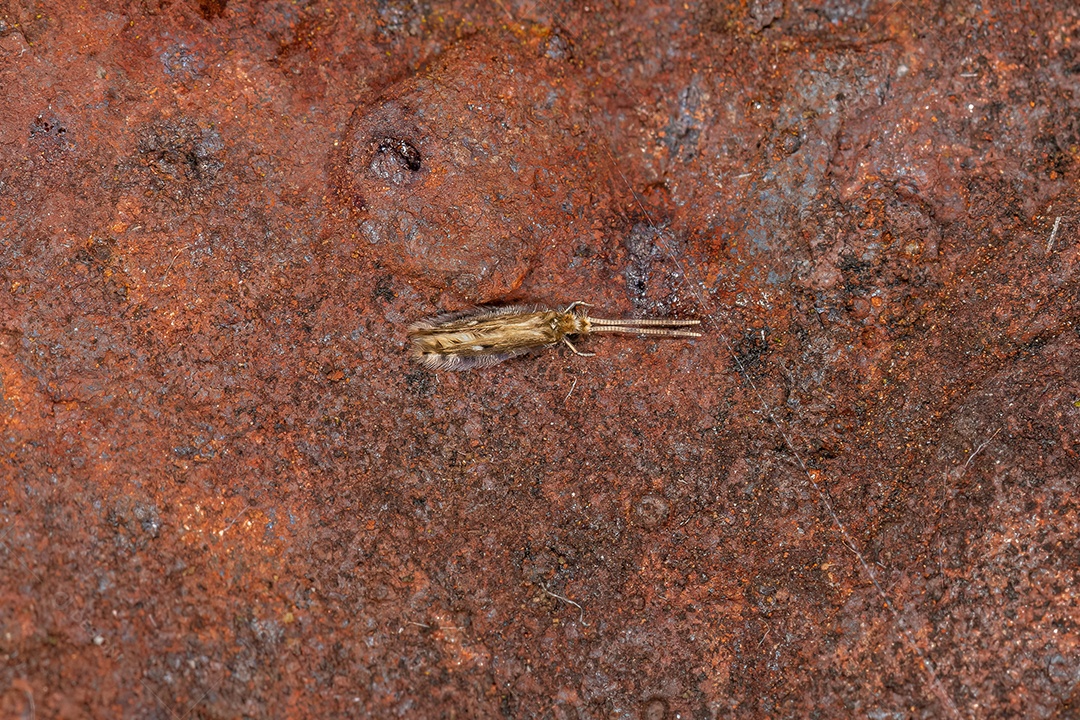 Pequeno inseto Microcaddisfly da família Hydroptilidae