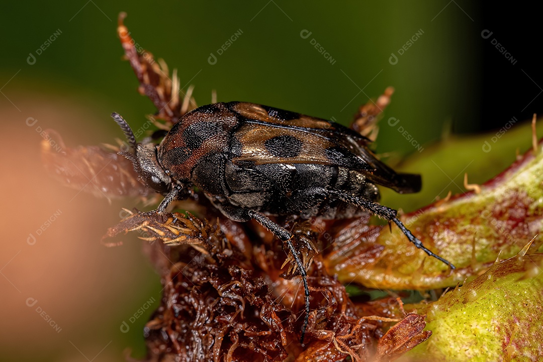 Besouro adulto em forma de cunha do gênero Macrosiagon