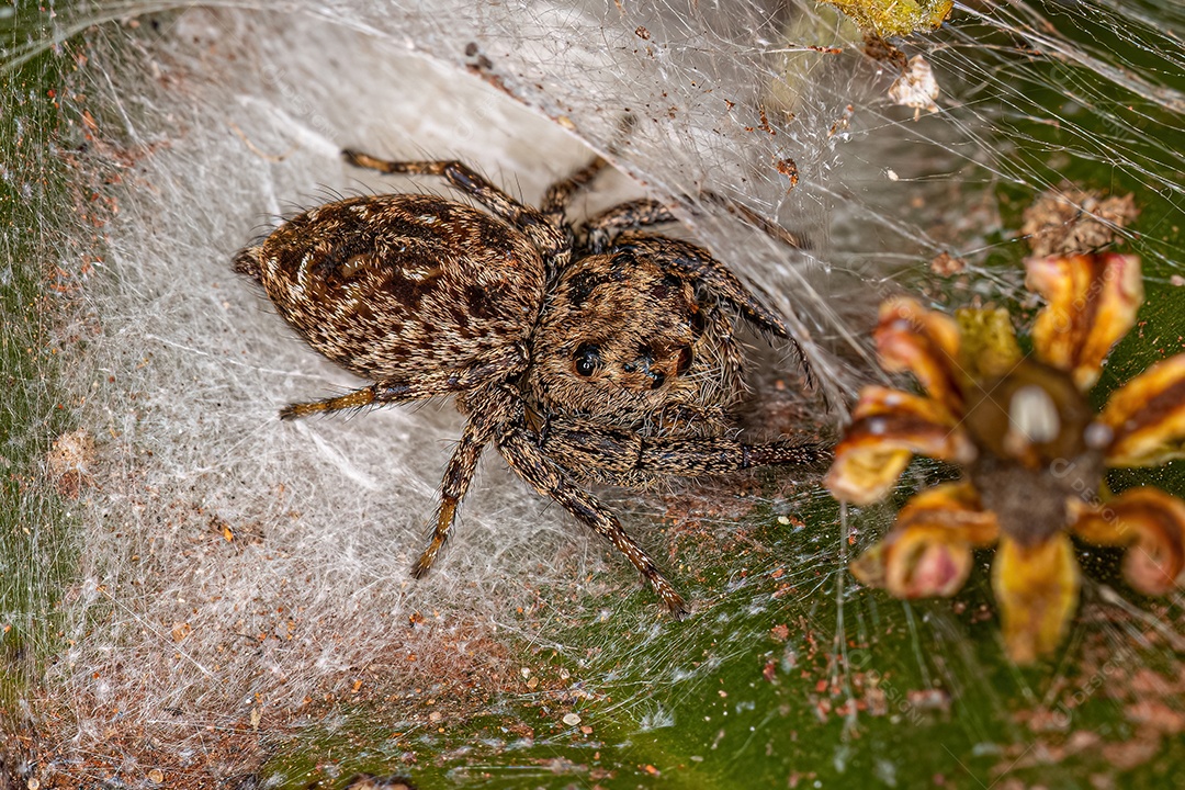 Pequena aranha saltadora macho da subtribo dendryphantina