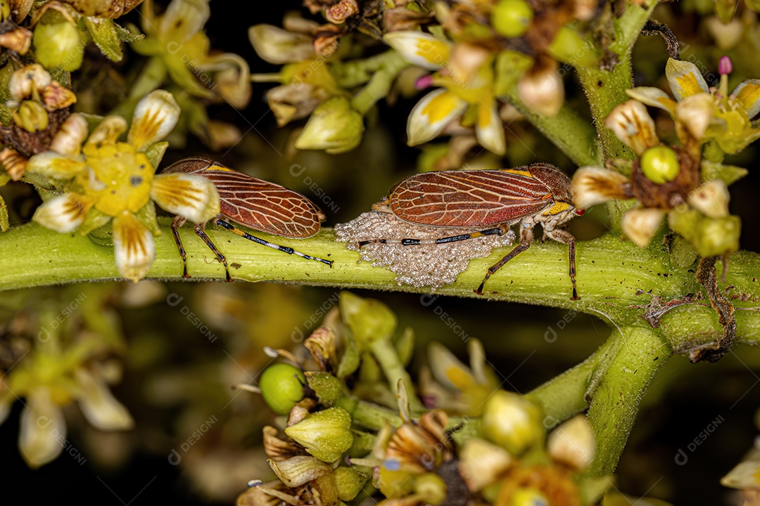 Aetalionid Treehopper adulto da espécie Aetalion reticulatum